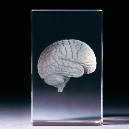 Glasblock - Gehirn anatomisch - 681009 - Natur- - - 