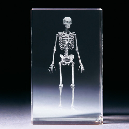 Glasblock - Skelett anatomisch - 681011 - Natur- - - 