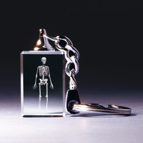 Schluesselanhaenger - Skelett anatomisch - 681091 - Schluesselanhaenger- - - 